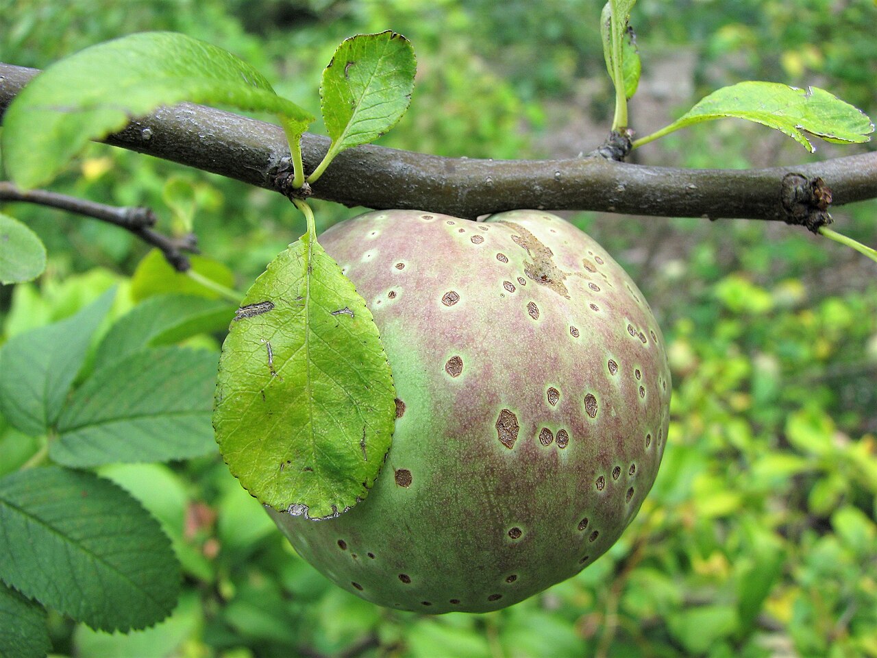 Quince: Chaenomeles × superba , fruit, cultivated in Wrocław University Botanical Garden, Wrocław, Poland.