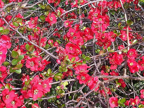 Quince: Chaenomeles x superba at Kew Gardens, England.
