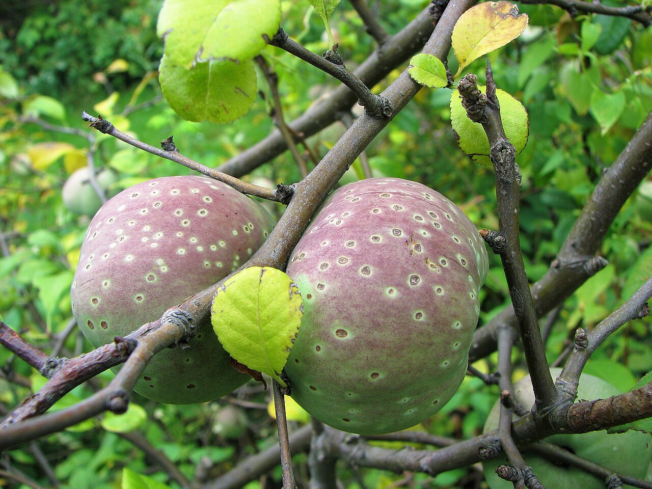 Quince: Chaenomeles × superba , fruit, cultivated in Wrocław University Botanical Garden, Wrocław, Poland.