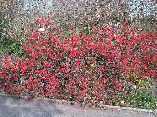 Quince: Chaenomeles x superba at Kew Gardens, England.
