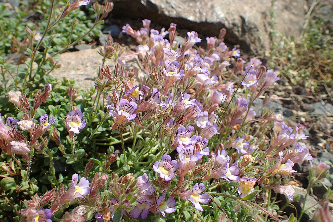 Chaenorhinum glareosum: Chaenorhinum glareosum in the Botanischer Garten, Berlin-Dahlem