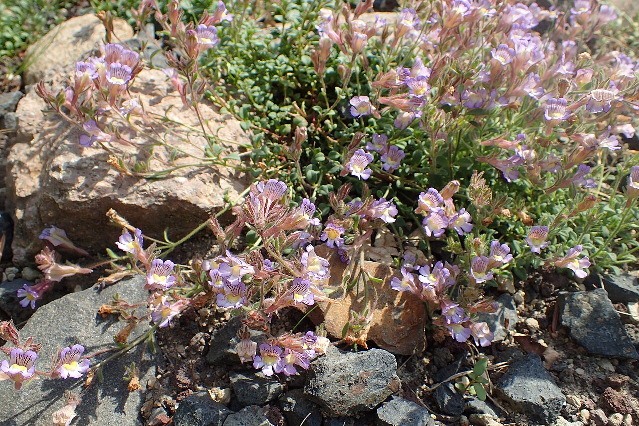 Chaenorhinum glareosum: Chaenorhinum glareosum in the Botanischer Garten, Berlin-Dahlem