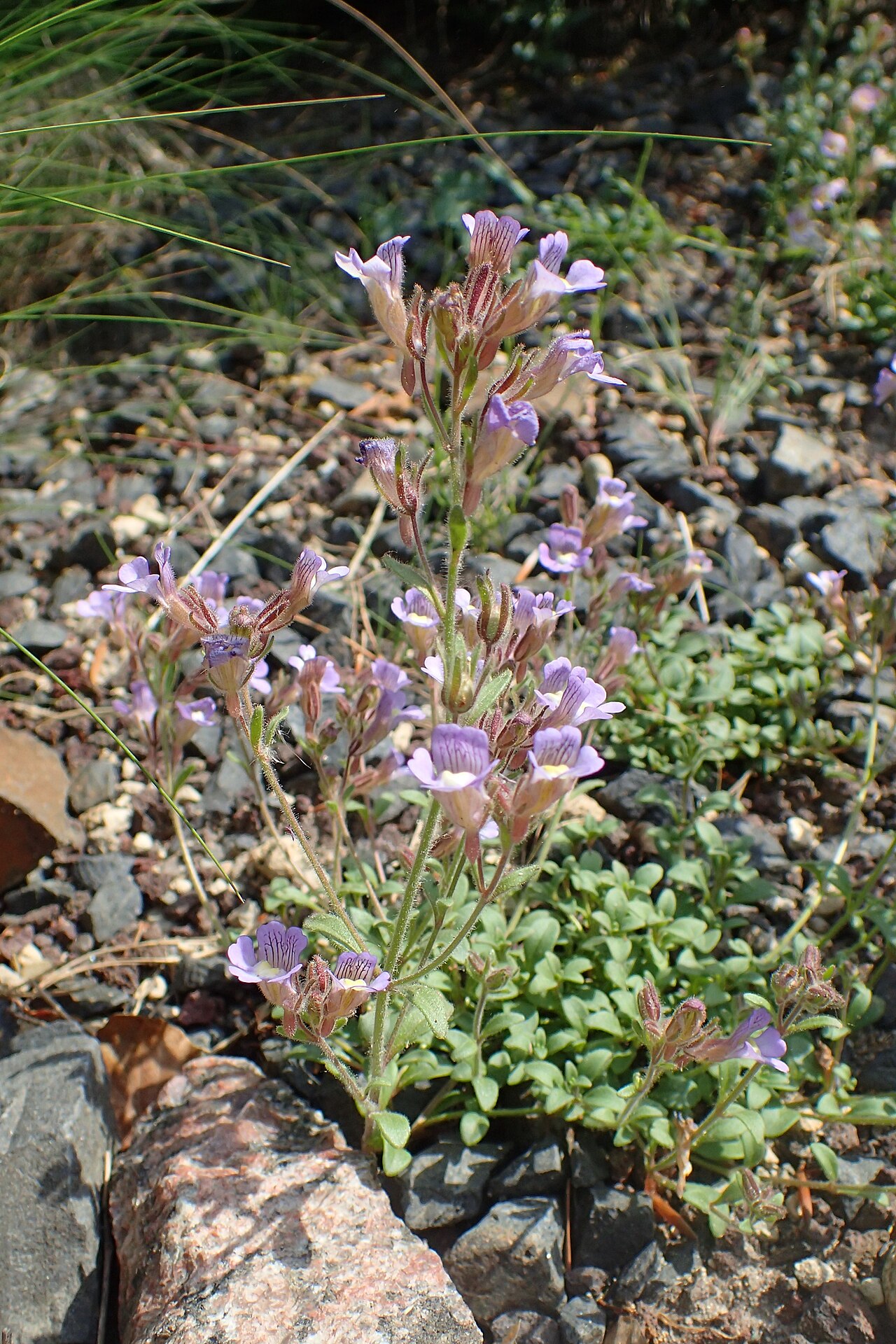 Chaenorhinum glareosum: Chaenorhinum glareosum in the Botanischer Garten, Berlin-Dahlem