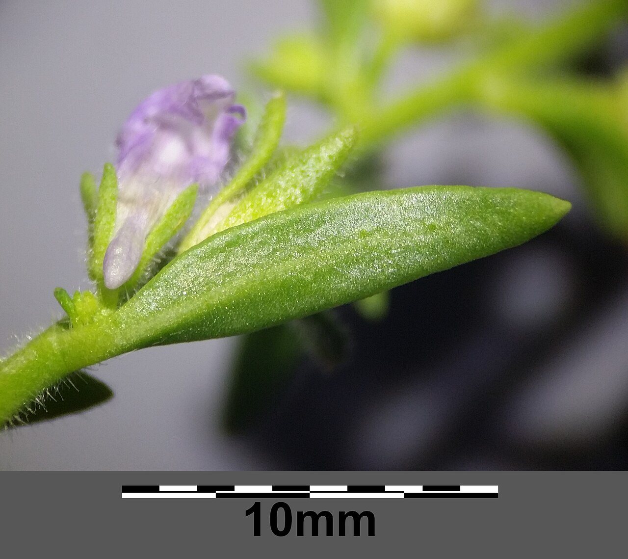 Chaenorhinum litorale: Stem with leaf Taxonym: Microrrhinum litorale ss Rottensteiner: Exkursionsflora für Istrien ISBN 978-3-85328-067-6 Location: next to Stara Baška, community Bato