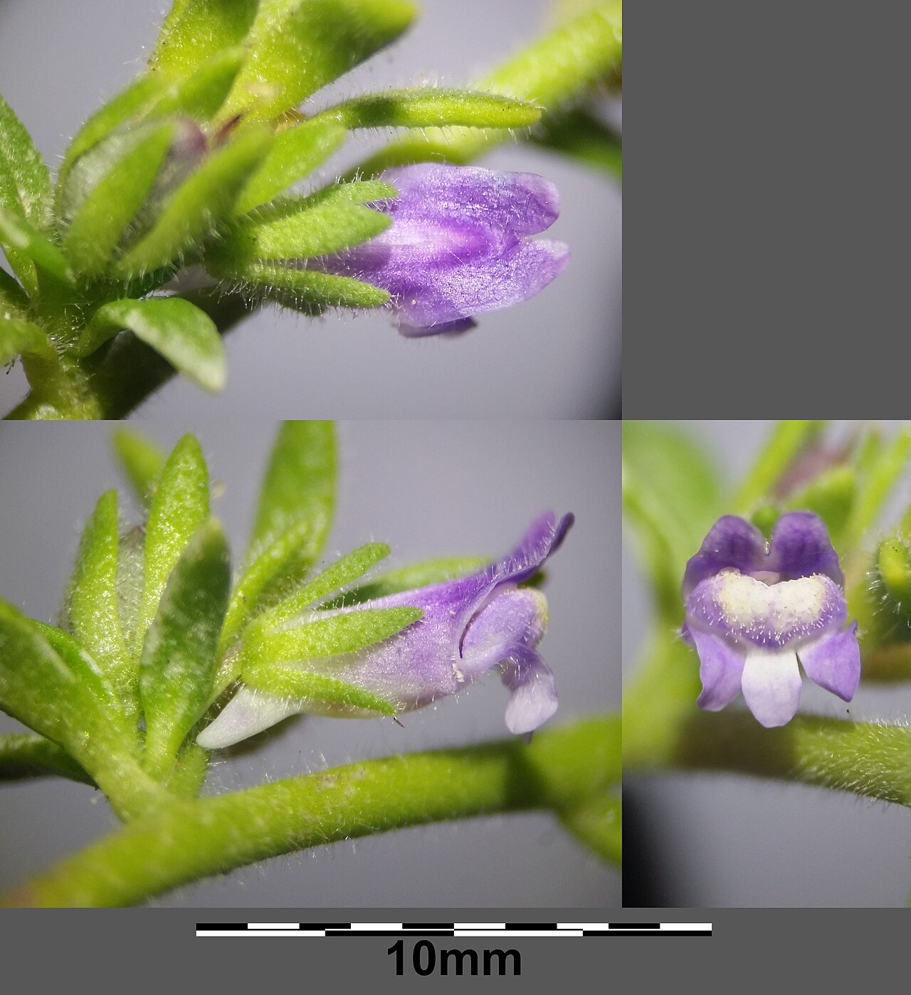 Chaenorhinum litorale: Flower Taxonym: Microrrhinum litorale ss Rottensteiner: Exkursionsflora für Istrien ISBN 978-3-85328-067-6 Location: next to Stara Baška, community Batomalj, Kr