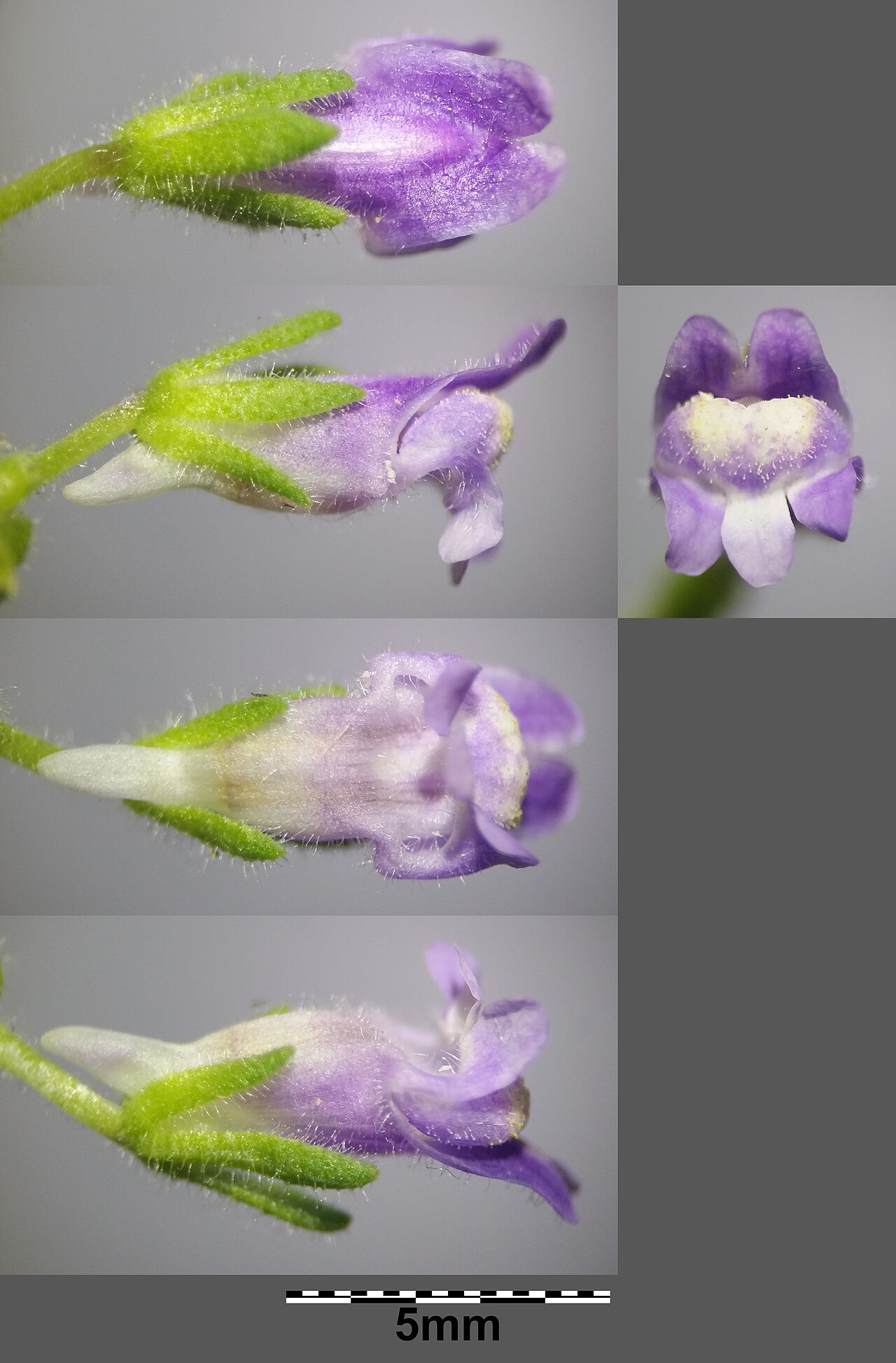 Chaenorhinum litorale: Flower Taxonym: Microrrhinum litorale ss Rottensteiner: Exkursionsflora für Istrien ISBN 978-3-85328-067-6 Location: next to Stara Baška, community Batomalj, Kr