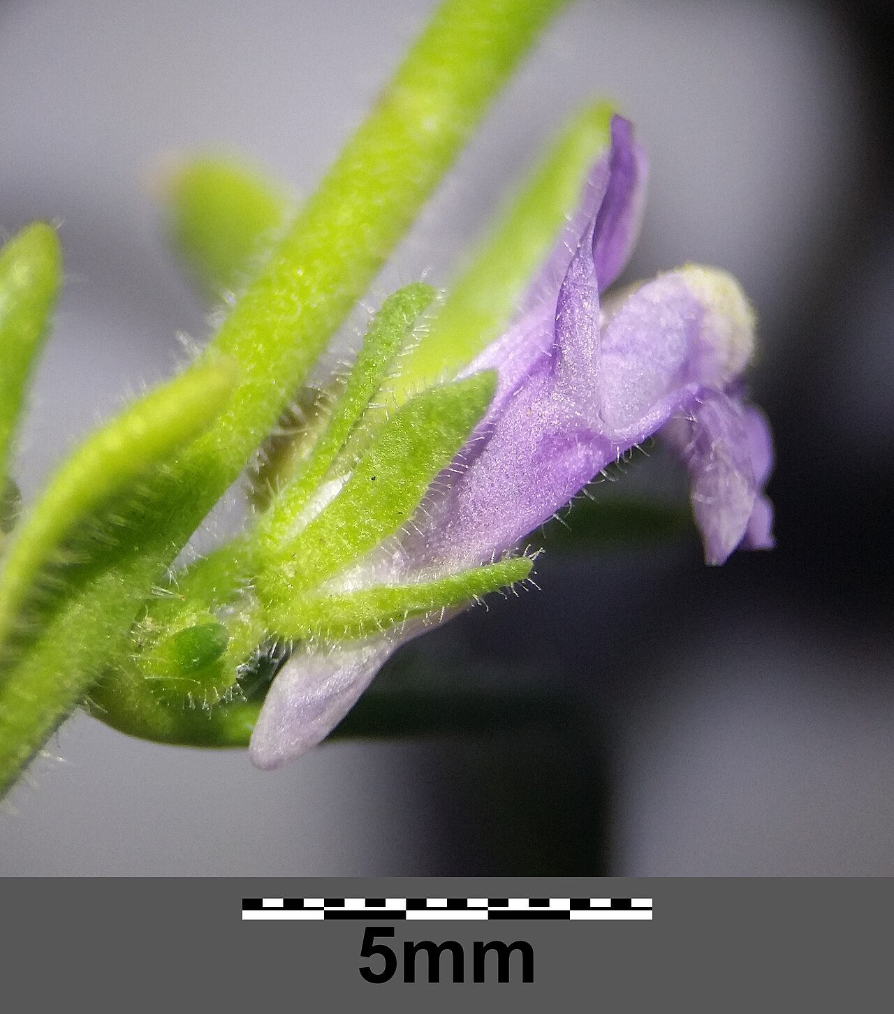 Chaenorhinum litorale: Flower Taxonym: Microrrhinum litorale ss Rottensteiner: Exkursionsflora für Istrien ISBN 978-3-85328-067-6 Location: next to Stara Baška, community Batomalj, Kr