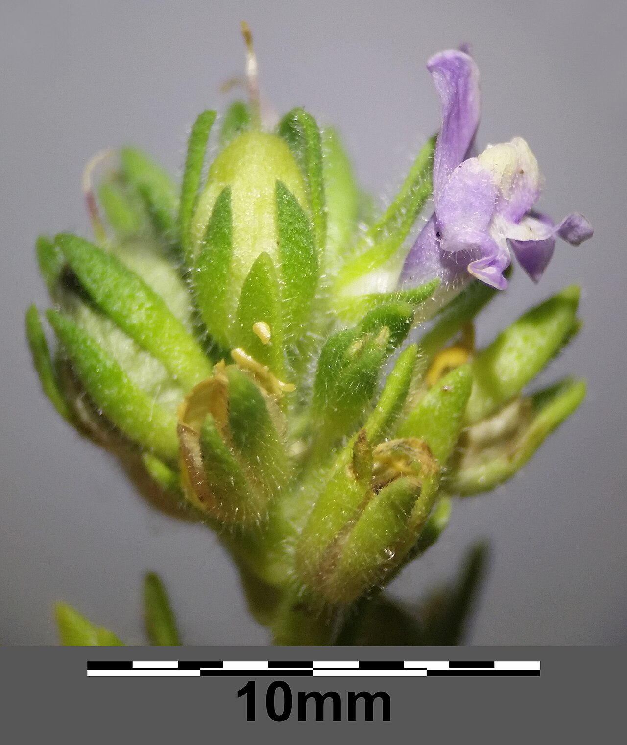 Chaenorhinum litorale: Inflorescence Taxonym: Microrrhinum litorale ss Rottensteiner: Exkursionsflora für Istrien ISBN 978-3-85328-067-6 Location: next to Stara Baška, community Batom