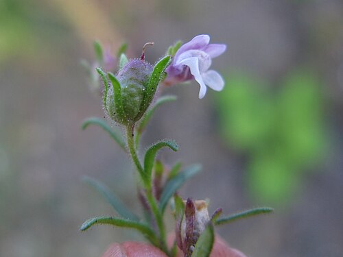 Dwarf snapdragon: Chaenorhinum minus north germany