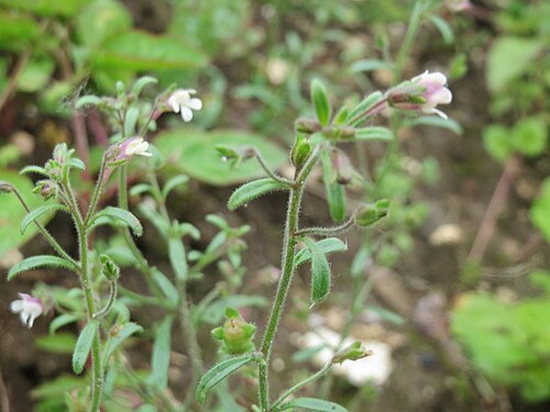 Dwarf snapdragon: Kleines Leinkraut ( Chaenorhinum minus ) auf einem Schuttplatz in Hockenheim