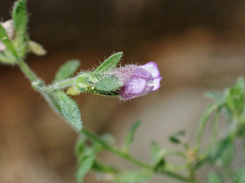 Chaenorhinum origanifolium (Chaenorhinum origanifolium)