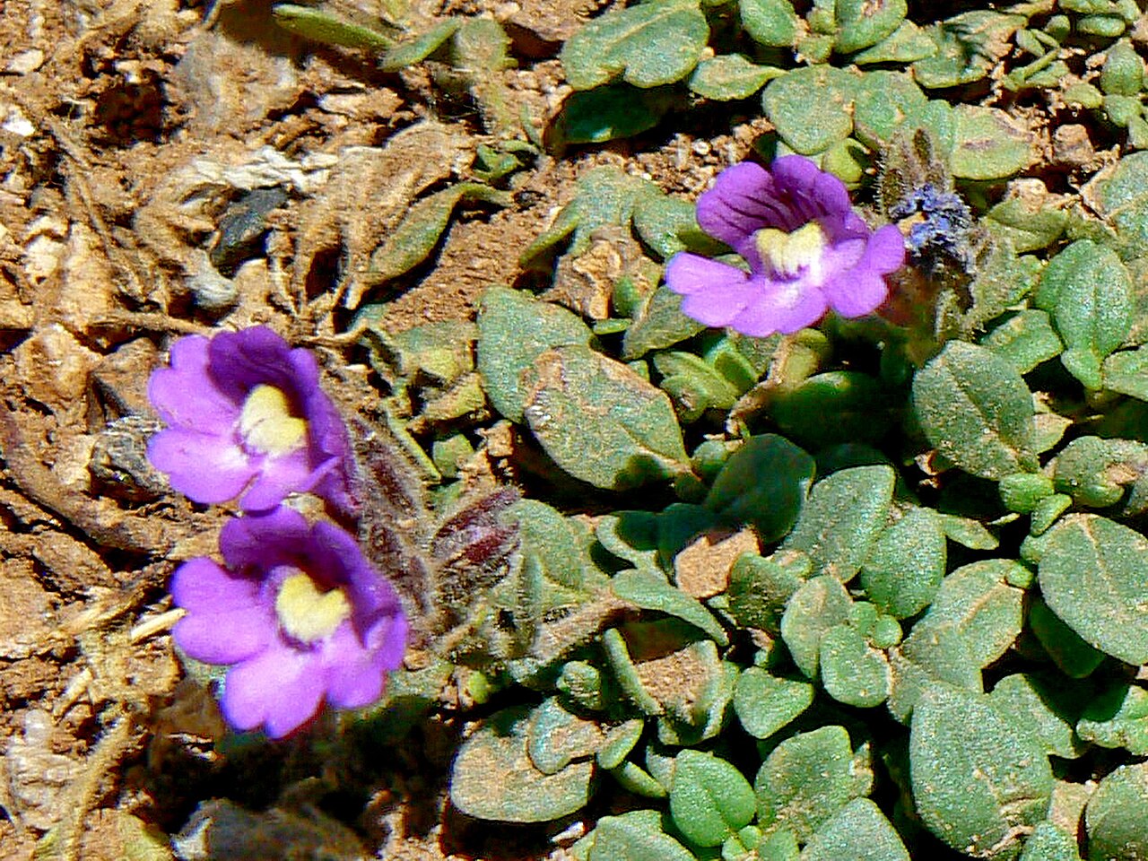 Chaenorhinum origanifolium: Chaenorhinum origanifolium, Picos de Europa, Spain. Detail of flower