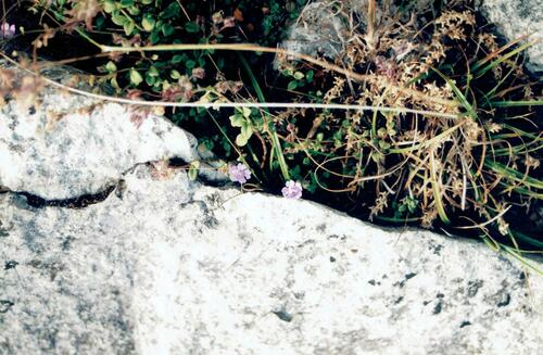 Chaenorhinum origanifolium (Chaenorhinum origanifolium)