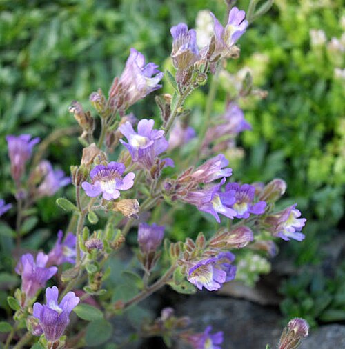 Chaenorhinum origanifolium: Chaenorhinum origanifolium' 'Blue Dream