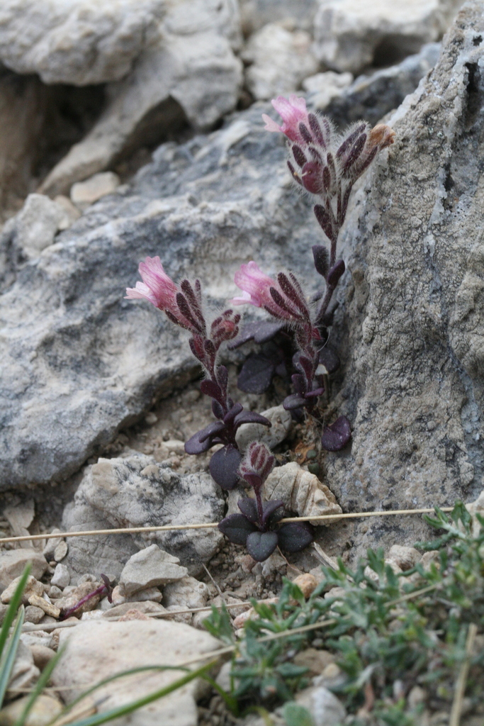 Chaenorhinum origanifolium (Chaenorhinum origanifolium)