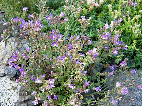 Chaenorhinum origanifolium: Chaenorhinum origanifolium 'Blue Dream'