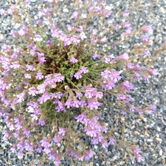 Chaenorhinum origanifolium (Chaenorhinum origanifolium)