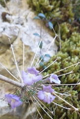 Chaenorhinum origanifolium (Chaenorhinum origanifolium)