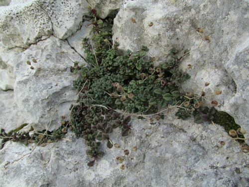 Chaenorhinum origanifolium (Chaenorhinum origanifolium)