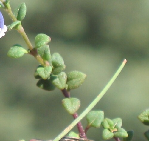 Chaenorhinum origanifolium (Chaenorhinum origanifolium)
