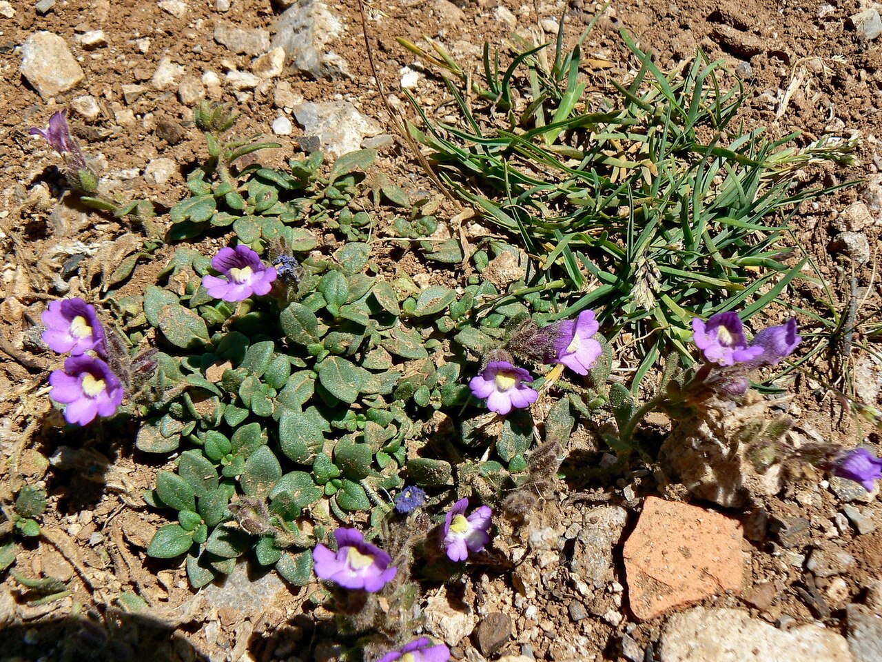 Chaenorhinum origanifolium: Chaenorrhinum origanifolium, Picos de Europa, Spain