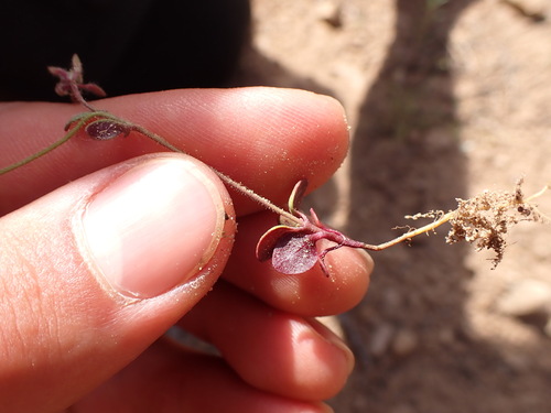 Chaenorhinum rubrifolium (Chaenorhinum rubrifolium)