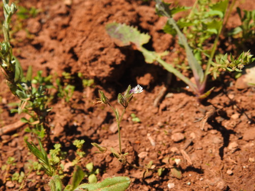 Chaenorhinum rubrifolium (Chaenorhinum rubrifolium)