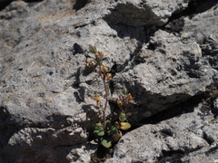 Chaenorhinum rubrifolium (Chaenorhinum rubrifolium)