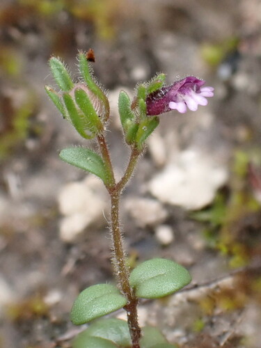 Chaenorhinum rubrifolium (Chaenorhinum rubrifolium)
