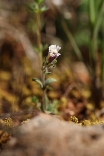 Chaenorhinum rubrifolium (Chaenorhinum rubrifolium)