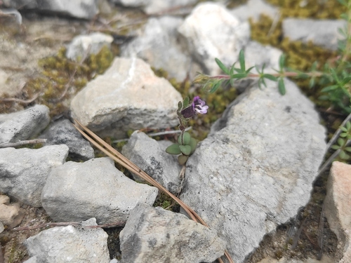 Chaenorhinum rubrifolium (Chaenorhinum rubrifolium)
