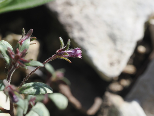 Chaenorhinum rubrifolium (Chaenorhinum rubrifolium)
