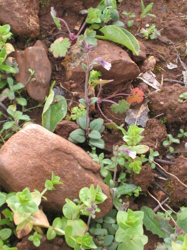 Chaenorhinum rubrifolium (Chaenorhinum rubrifolium)