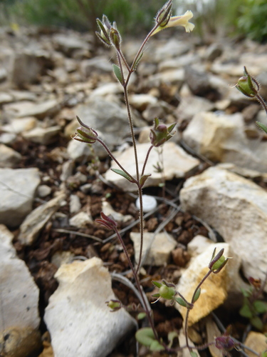 Chaenorhinum rubrifolium (Chaenorhinum rubrifolium)