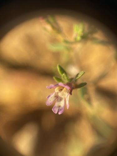 Chaenorhinum rubrifolium (Chaenorhinum rubrifolium)