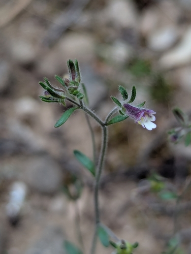 Chaenorhinum rubrifolium (Chaenorhinum rubrifolium)