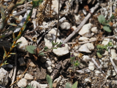 Chaenorhinum rubrifolium (Chaenorhinum rubrifolium)