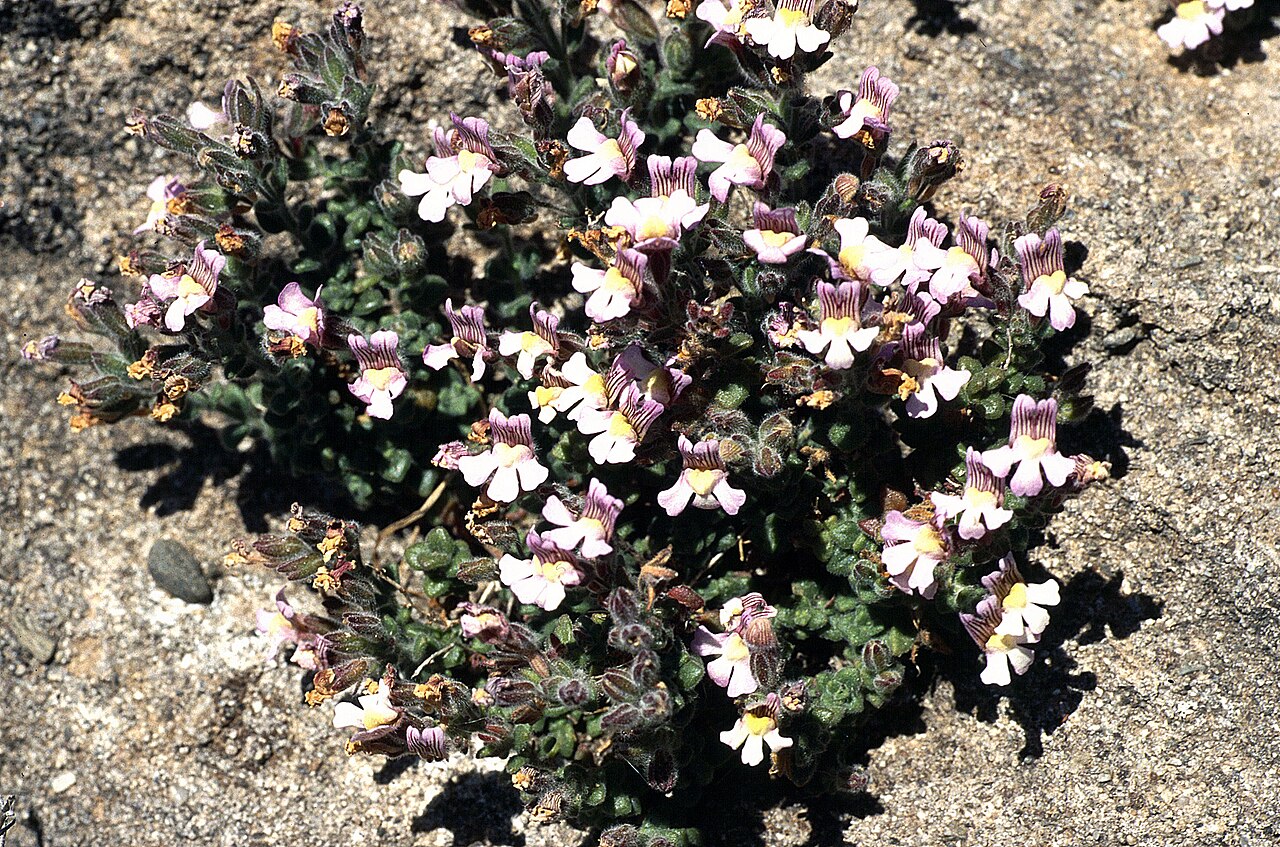 Chaenorhinum villosum: Chaenorhinum villosum, Andalusien