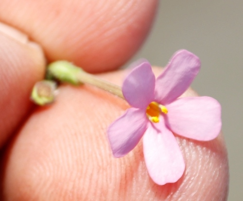Chaenostoma aethiopicum (Chaenostoma aethiopicum)