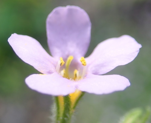 Chaenostoma campanulatum (Chaenostoma campanulatum)