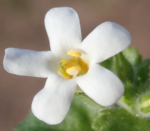 Chaenostoma campanulatum (Chaenostoma campanulatum)
