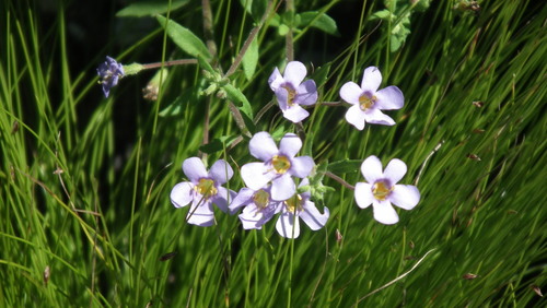 Chaenostoma campanulatum (Chaenostoma campanulatum)