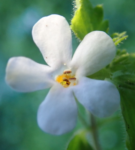 Chaenostoma campanulatum (Chaenostoma campanulatum)