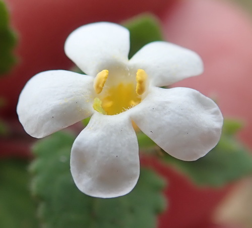 Chaenostoma campanulatum (Chaenostoma campanulatum)