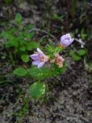 Chaenostoma campanulatum (Chaenostoma campanulatum)