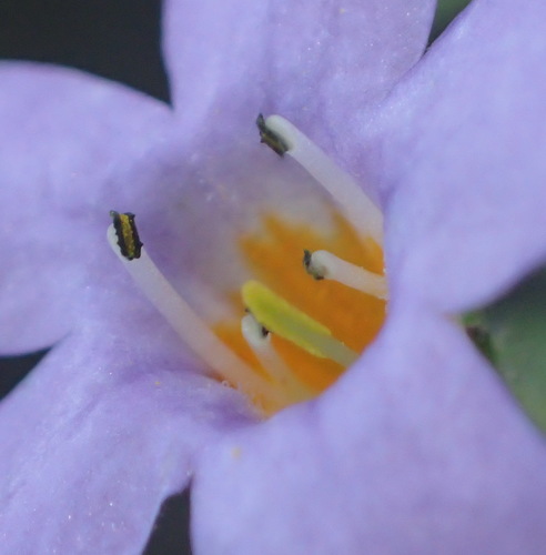 Chaenostoma campanulatum (Chaenostoma campanulatum)