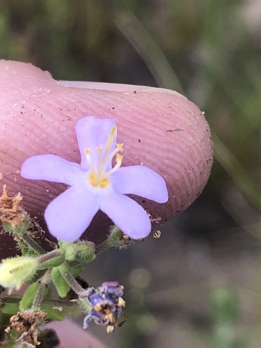 Chaenostoma campanulatum (Chaenostoma campanulatum)