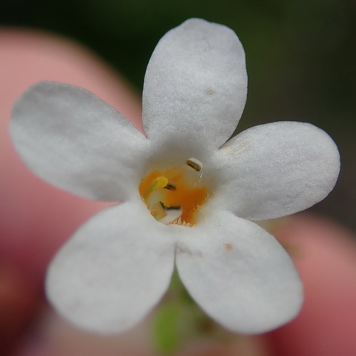 Chaenostoma campanulatum (Chaenostoma campanulatum)