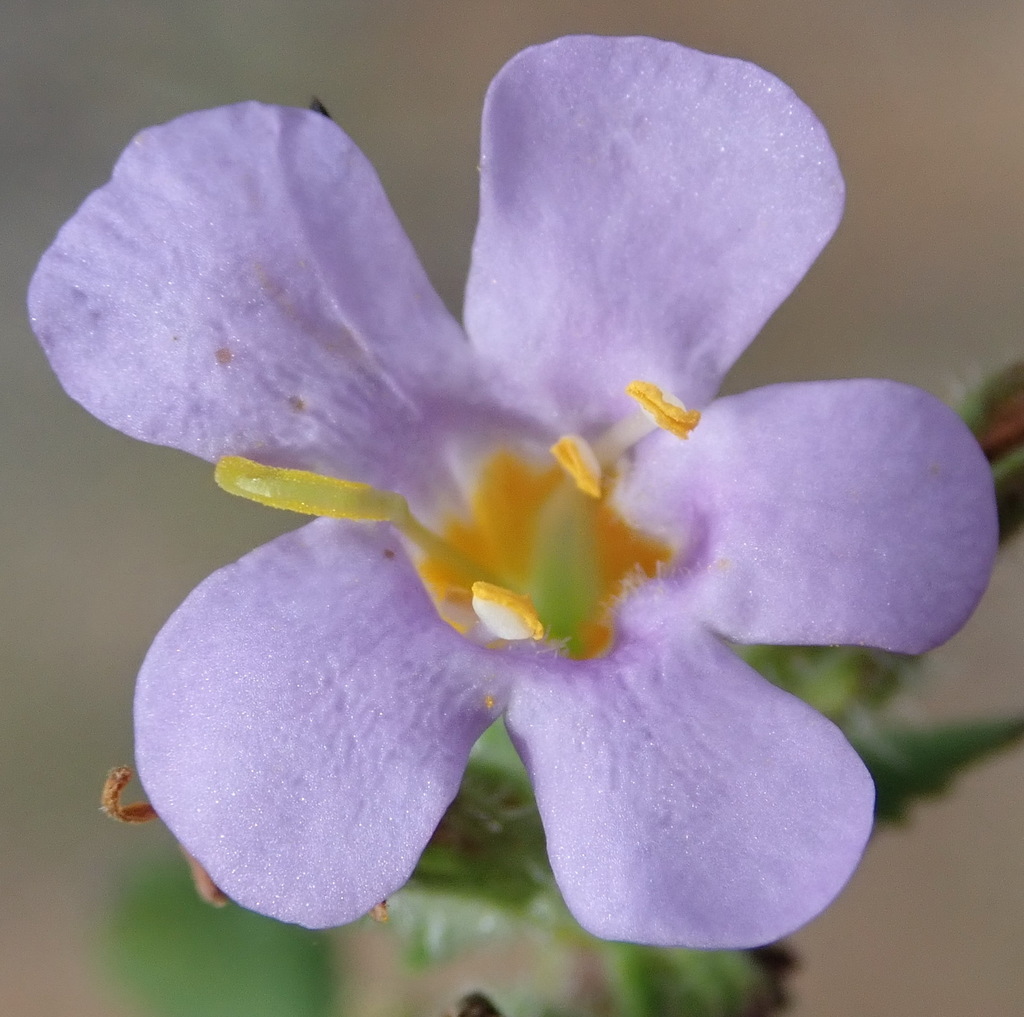 Chaenostoma campanulatum (Chaenostoma campanulatum)