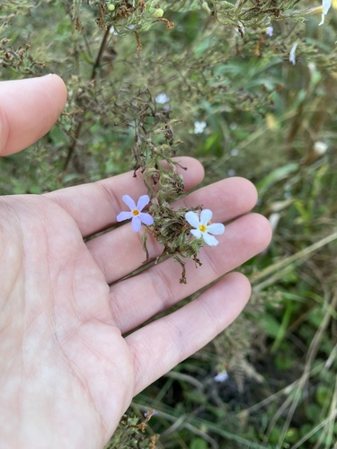 Chaenostoma floribundum (Chaenostoma floribundum)